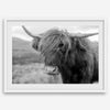 Fine art black and white Highland cow wall art featuring a close-up portrait captured in the Scotland Highlands.