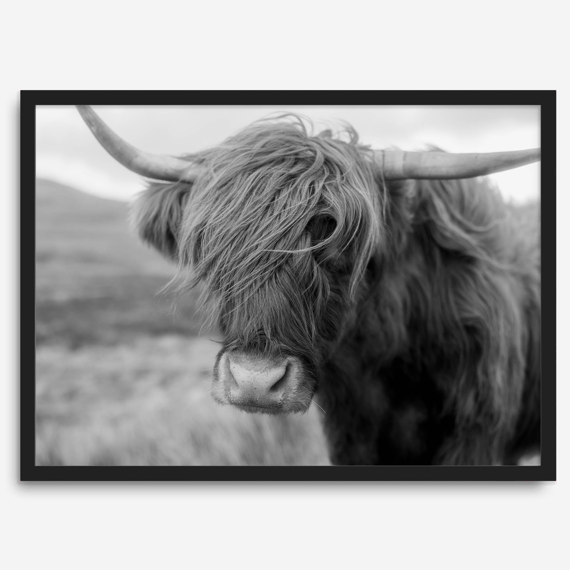 Fine art black and white Highland cow wall art featuring a close-up portrait captured in the Scotland Highlands.