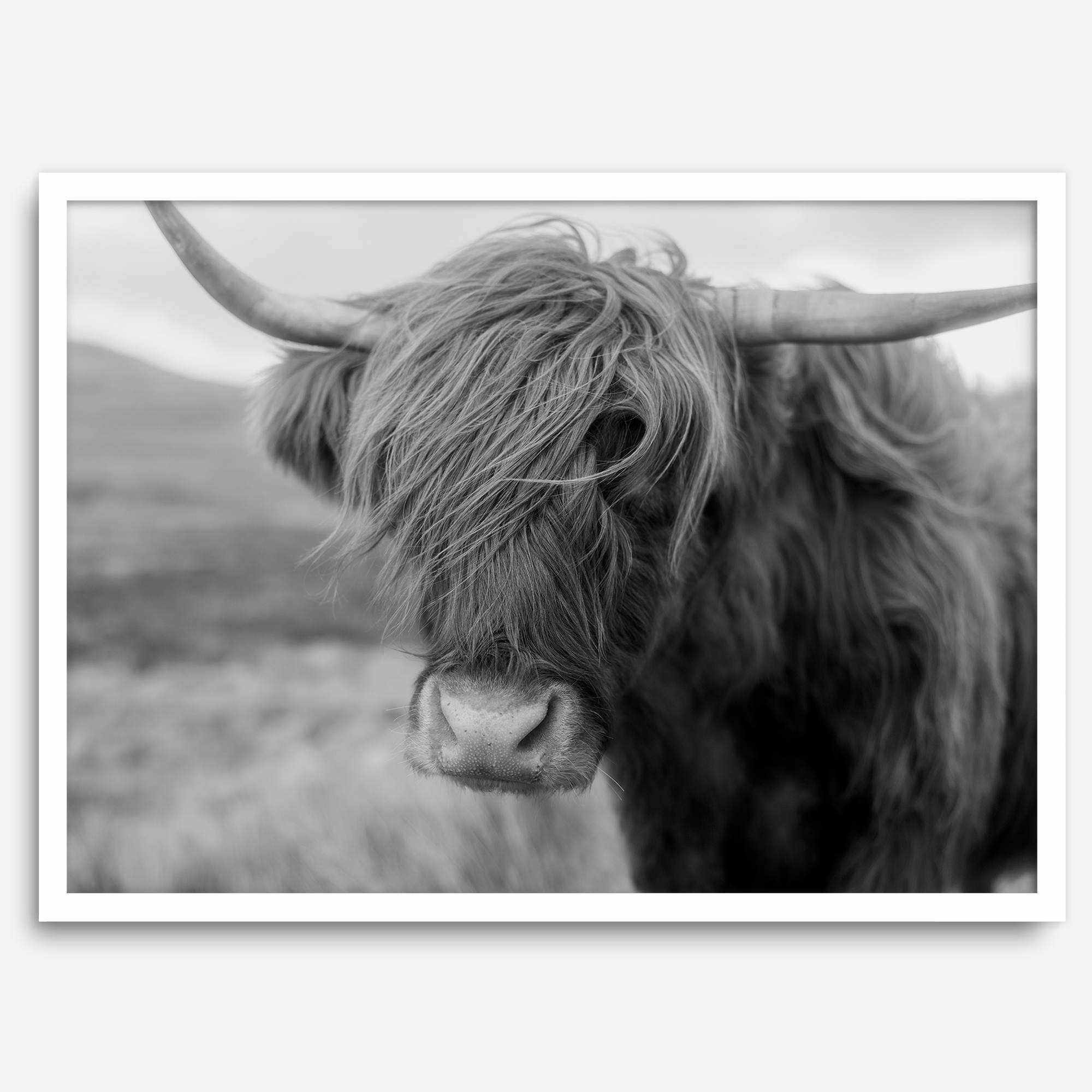 Fine art black and white Highland cow wall art featuring a close-up portrait captured in the Scotland Highlands.