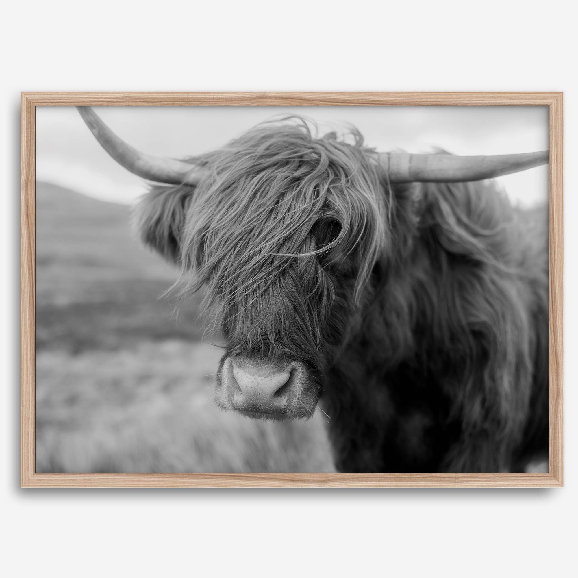 Fine art black and white Highland cow wall art featuring a close-up portrait captured in the Scotland Highlands.