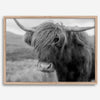 Fine art black and white Highland cow wall art featuring a close-up portrait captured in the Scotland Highlands.