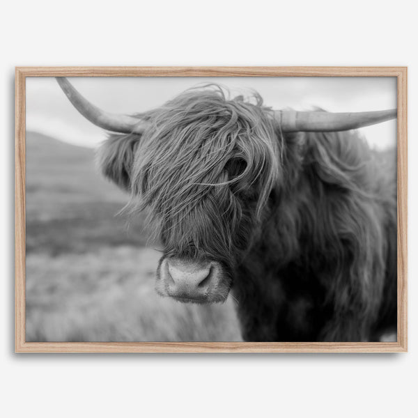 Fine art black and white Highland cow wall art featuring a close-up portrait captured in the Scotland Highlands.