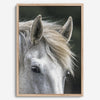 Still Wild