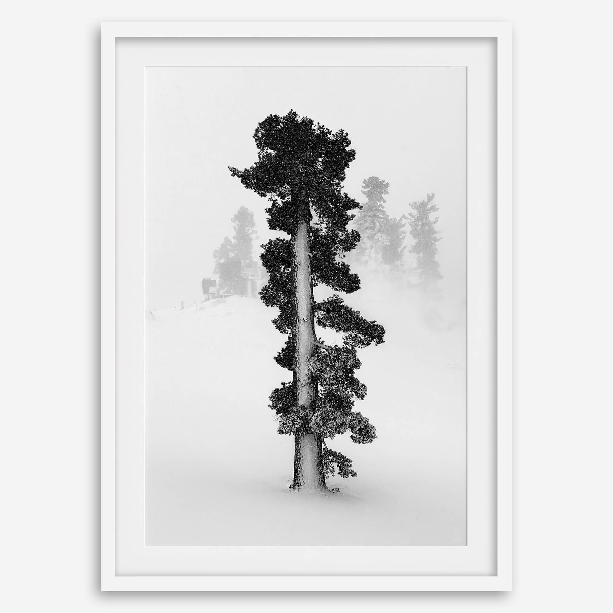 Minimalist Lake Tahoe pine tree in snow, fine art winter photography print.