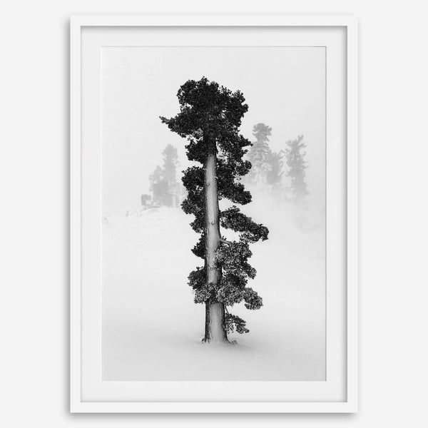 Minimalist Lake Tahoe pine tree in snow, fine art winter photography print.
