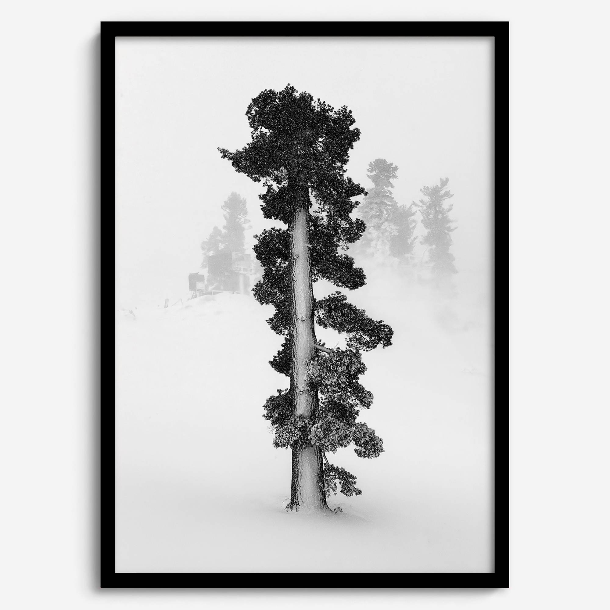Minimalist Lake Tahoe pine tree in snow, fine art winter photography print.