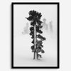 Minimalist Lake Tahoe pine tree in snow, fine art winter photography print.