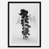 Minimalist Lake Tahoe pine tree in snow, fine art winter photography print.