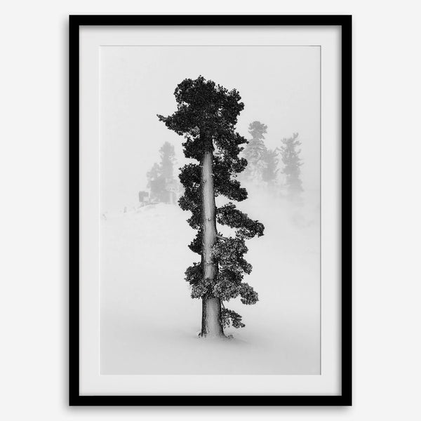 Minimalist Lake Tahoe pine tree in snow, fine art winter photography print.