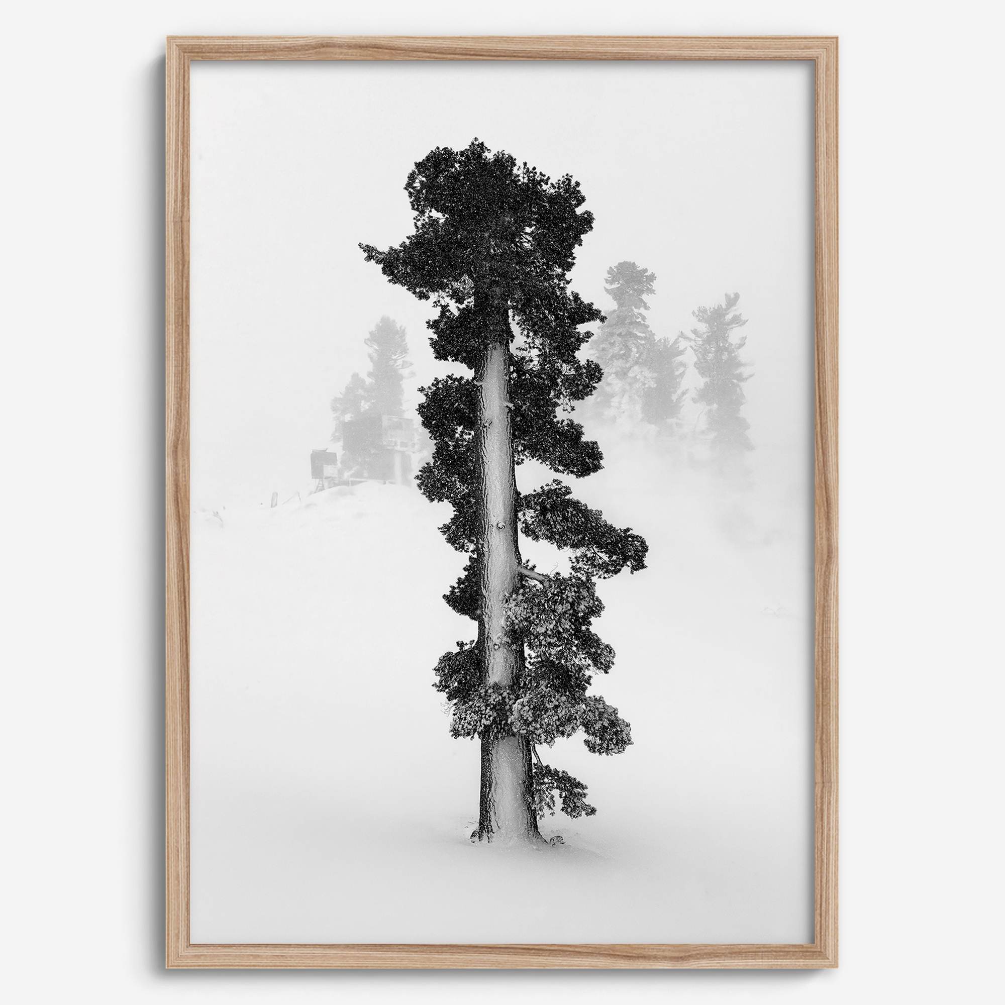 Minimalist Lake Tahoe pine tree in snow, fine art winter photography print.