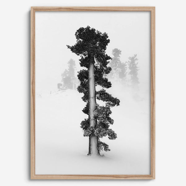 Minimalist Lake Tahoe pine tree in snow, fine art winter photography print.