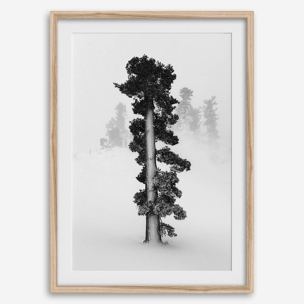 Minimalist Lake Tahoe pine tree in snow, fine art winter photography print.