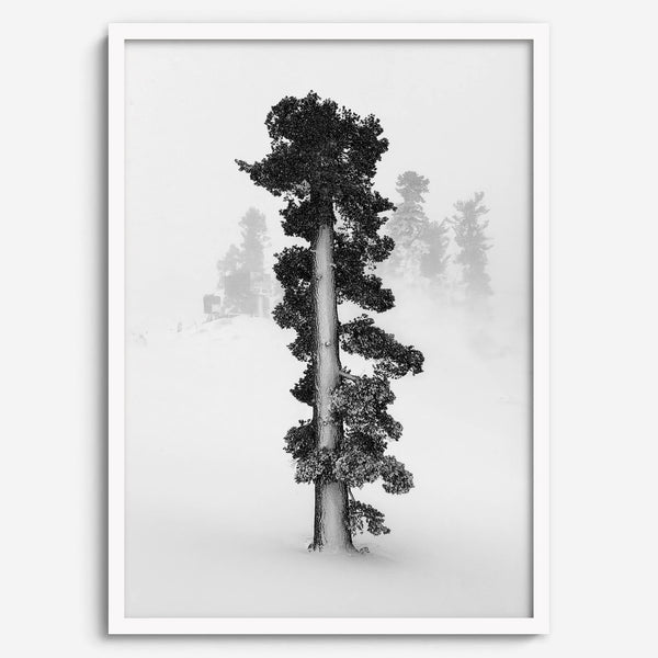 Minimalist Lake Tahoe pine tree in snow, fine art winter photography print.