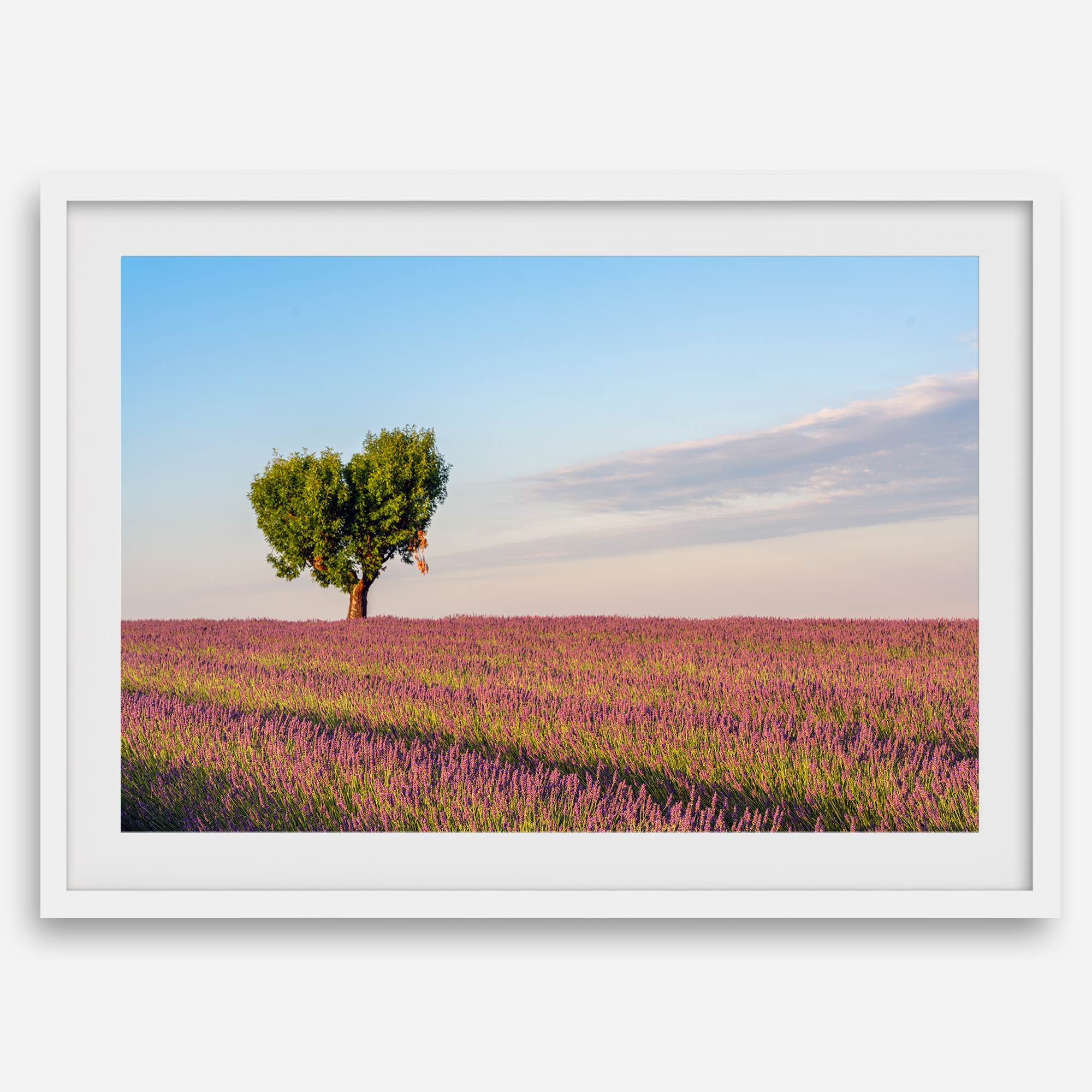 Fine art photograph of a heart shaped tree surrounded by lavender fields in Provence, France beneath a soft blue sky.