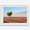 Fine art photograph of a heart shaped tree surrounded by lavender fields in Provence, France beneath a soft blue sky.