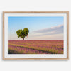 Fine art photograph of a heart shaped tree surrounded by lavender fields in Provence, France beneath a soft blue sky.