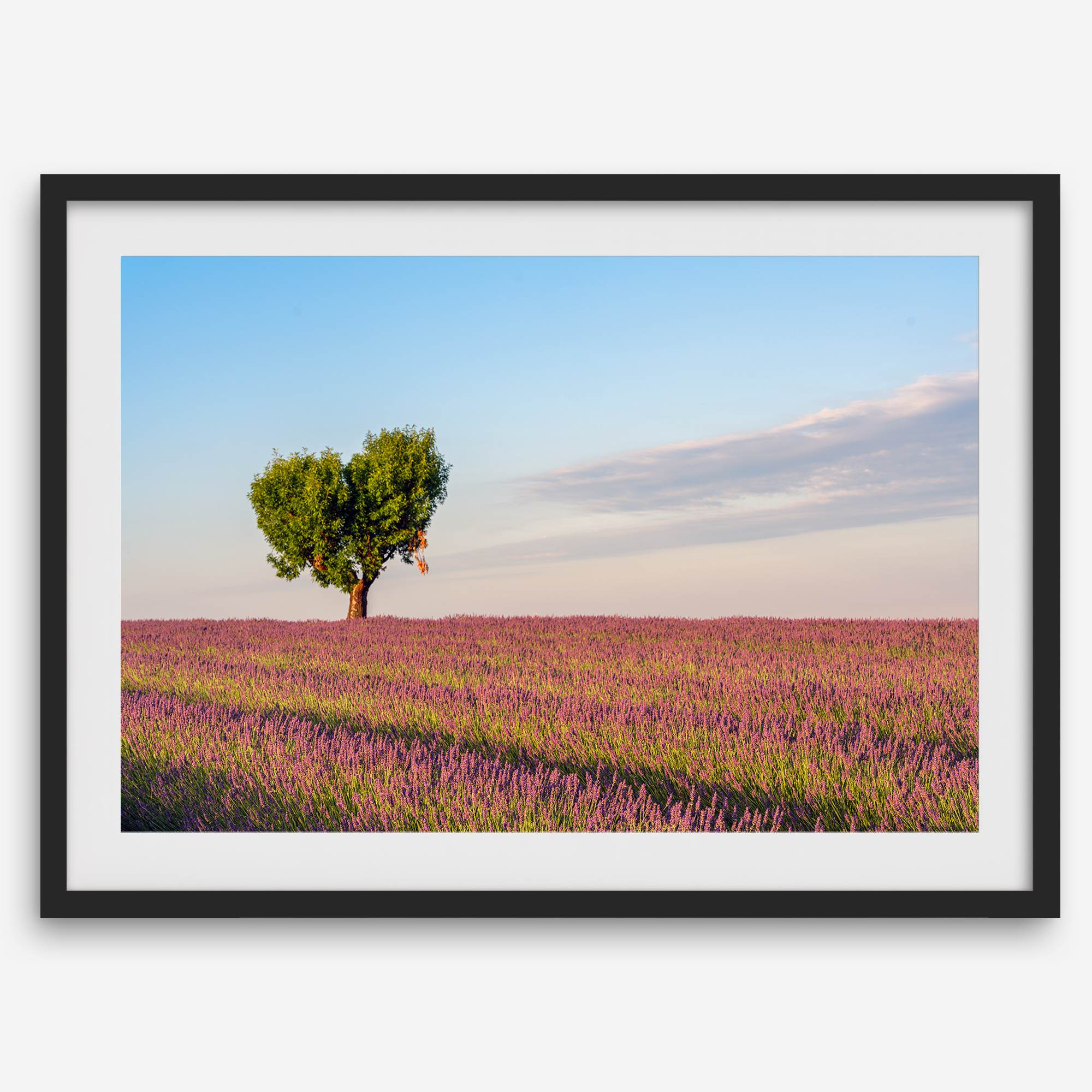 Fine art photograph of a heart shaped tree surrounded by lavender fields in Provence, France beneath a soft blue sky.
