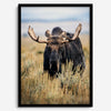 Fine art photograph of a majestic bull moose in Grand Teton National Park surrounded by golden grasses.