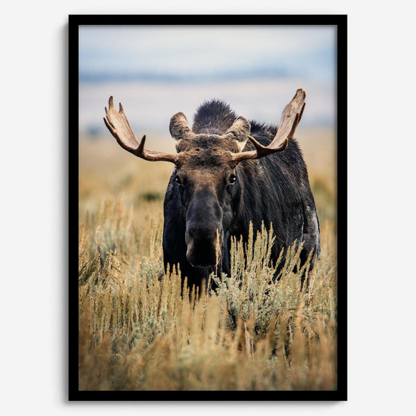 Fine art photograph of a majestic bull moose in Grand Teton National Park surrounded by golden grasses.