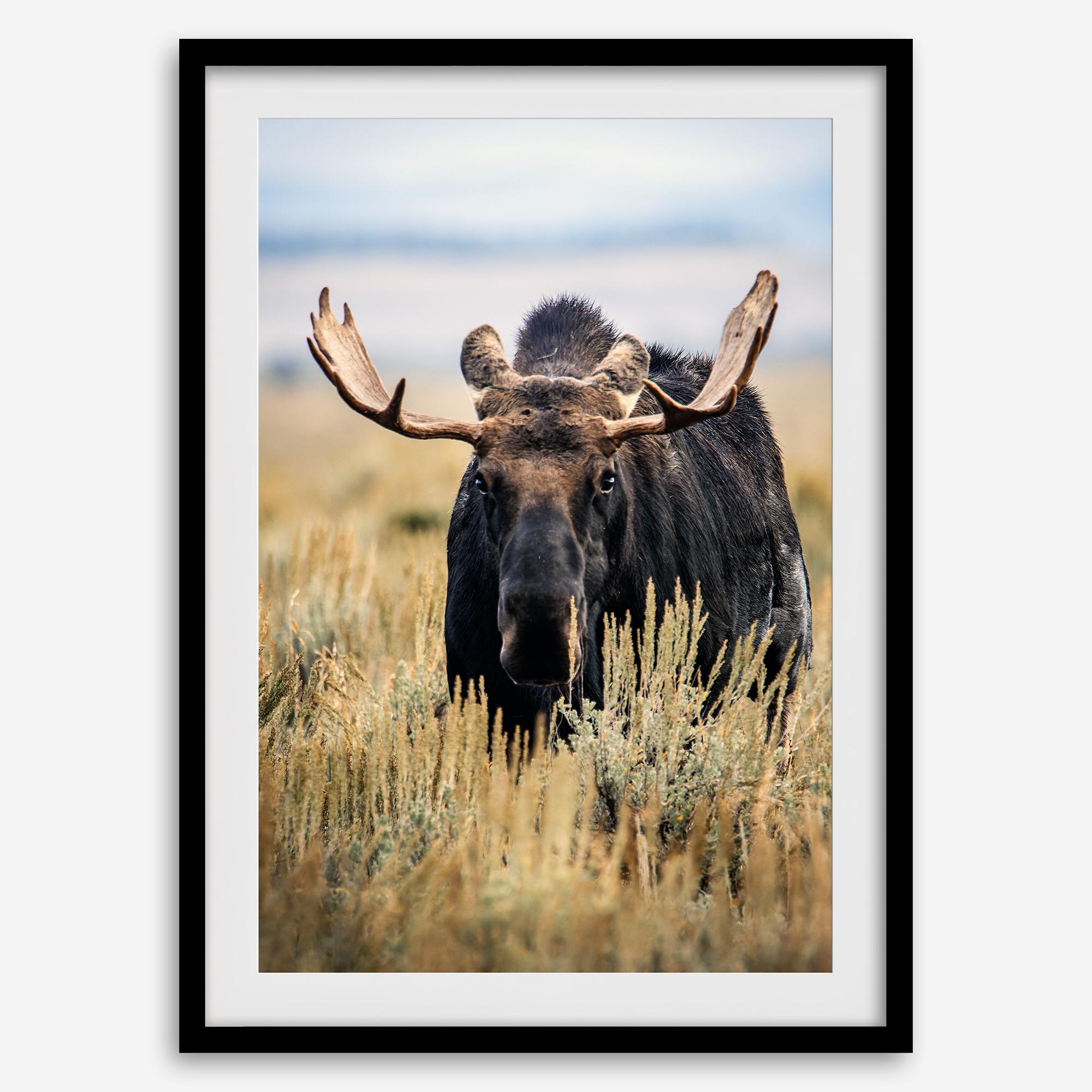 Fine art photograph of a majestic bull moose in Grand Teton National Park surrounded by golden grasses.