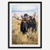 Fine art photograph of a majestic bull moose in Grand Teton National Park surrounded by golden grasses.