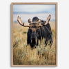 Fine art photograph of a majestic bull moose in Grand Teton National Park surrounded by golden grasses.