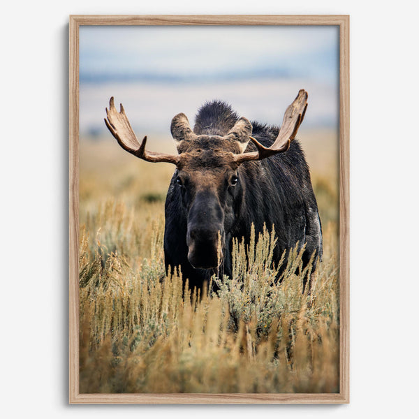 Fine art photograph of a majestic bull moose in Grand Teton National Park surrounded by golden grasses.