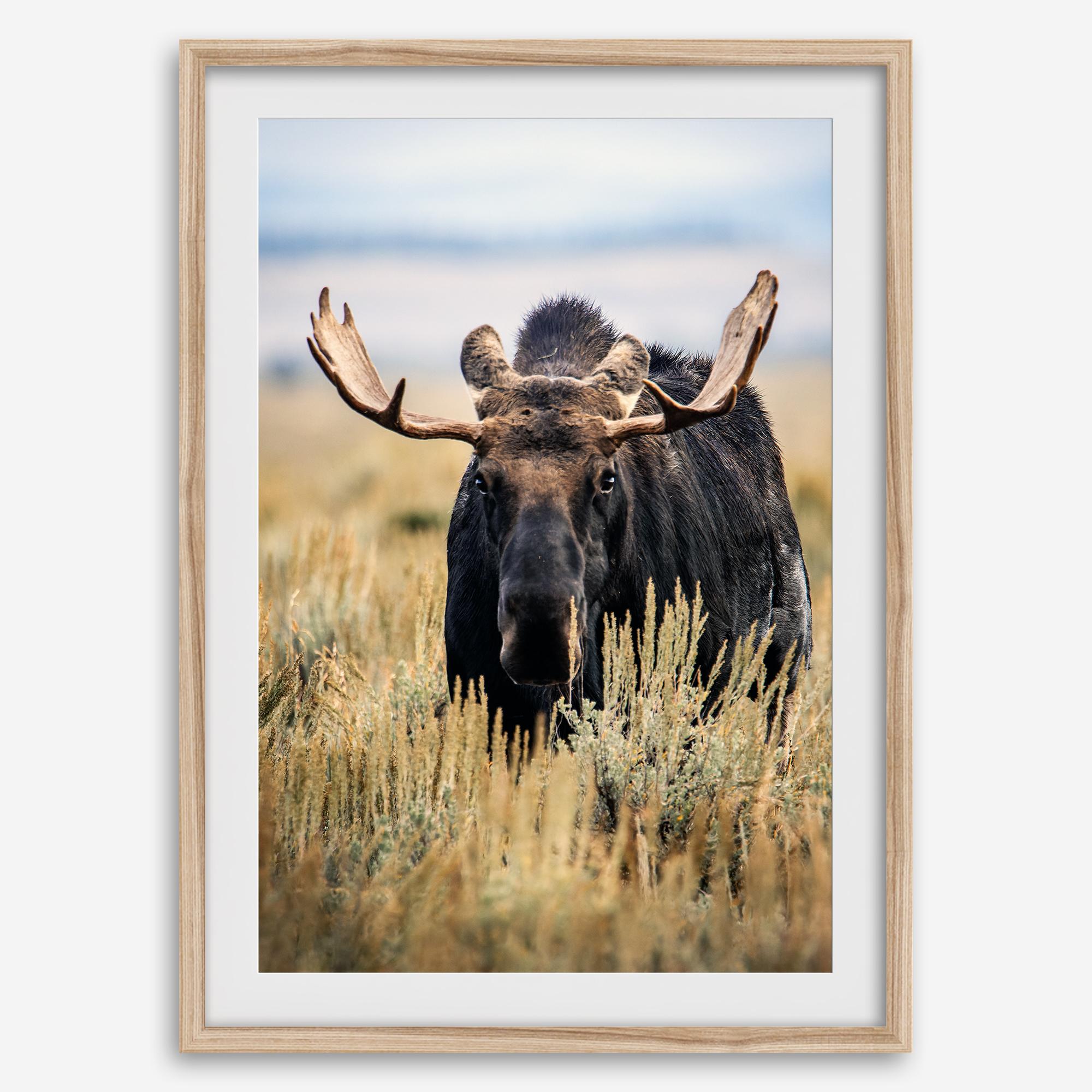 Fine art photograph of a majestic bull moose in Grand Teton National Park surrounded by golden grasses.