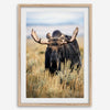 Fine art photograph of a majestic bull moose in Grand Teton National Park surrounded by golden grasses.