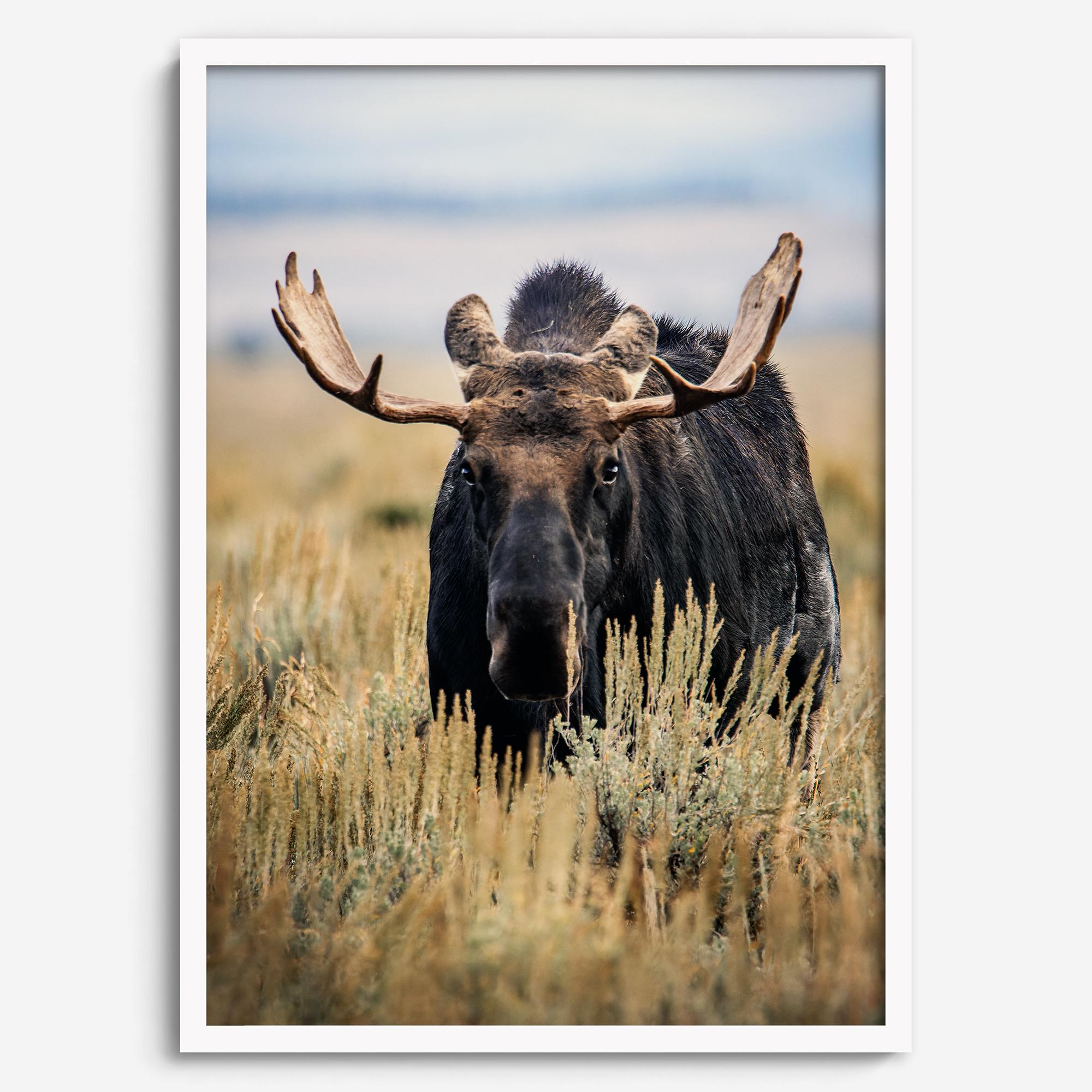 Fine art photograph of a majestic bull moose in Grand Teton National Park surrounded by golden grasses.