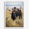 Fine art photograph of a majestic bull moose in Grand Teton National Park surrounded by golden grasses.
