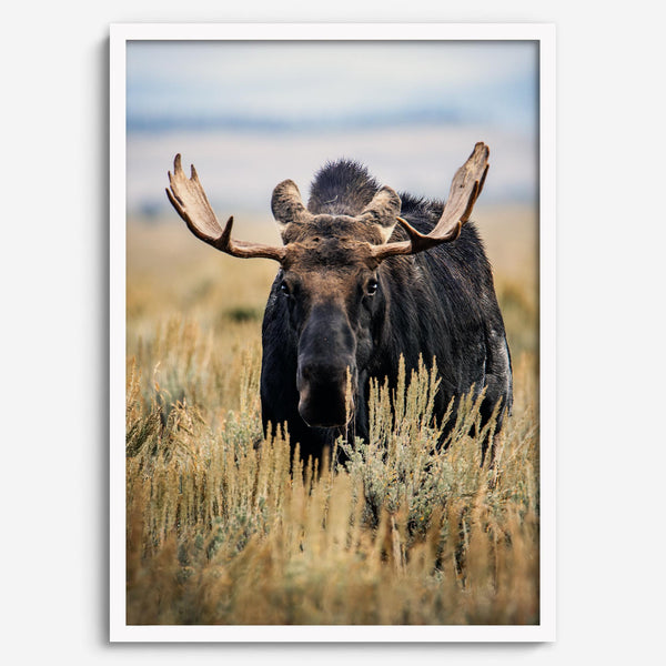 Fine art photograph of a majestic bull moose in Grand Teton National Park surrounded by golden grasses.