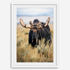 Fine art photograph of a majestic bull moose in Grand Teton National Park surrounded by golden grasses.