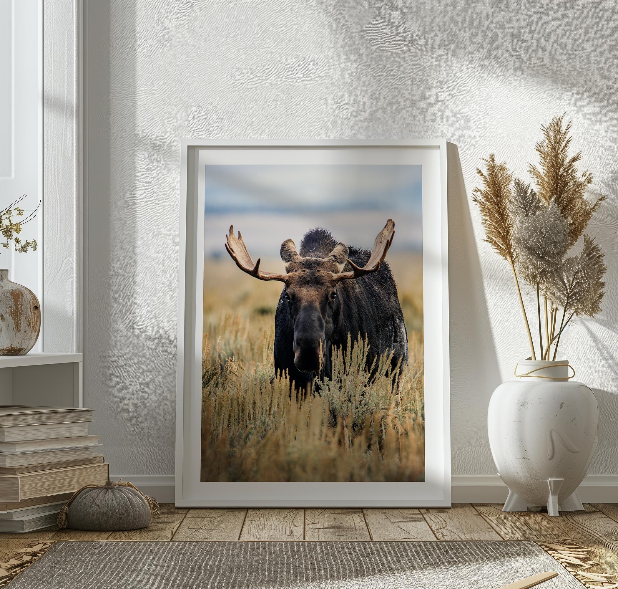 Fine art photograph of a majestic bull moose in Grand Teton National Park surrounded by golden grasses.