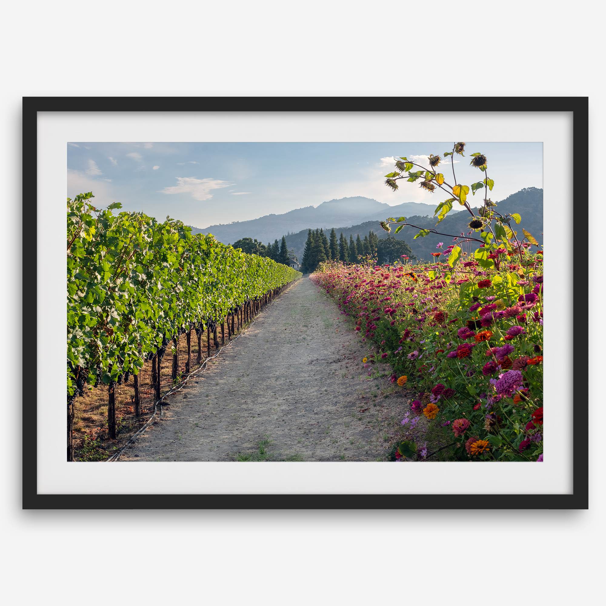 High-quality fine art print of a California vineyard landscape with rolling hills in the background.