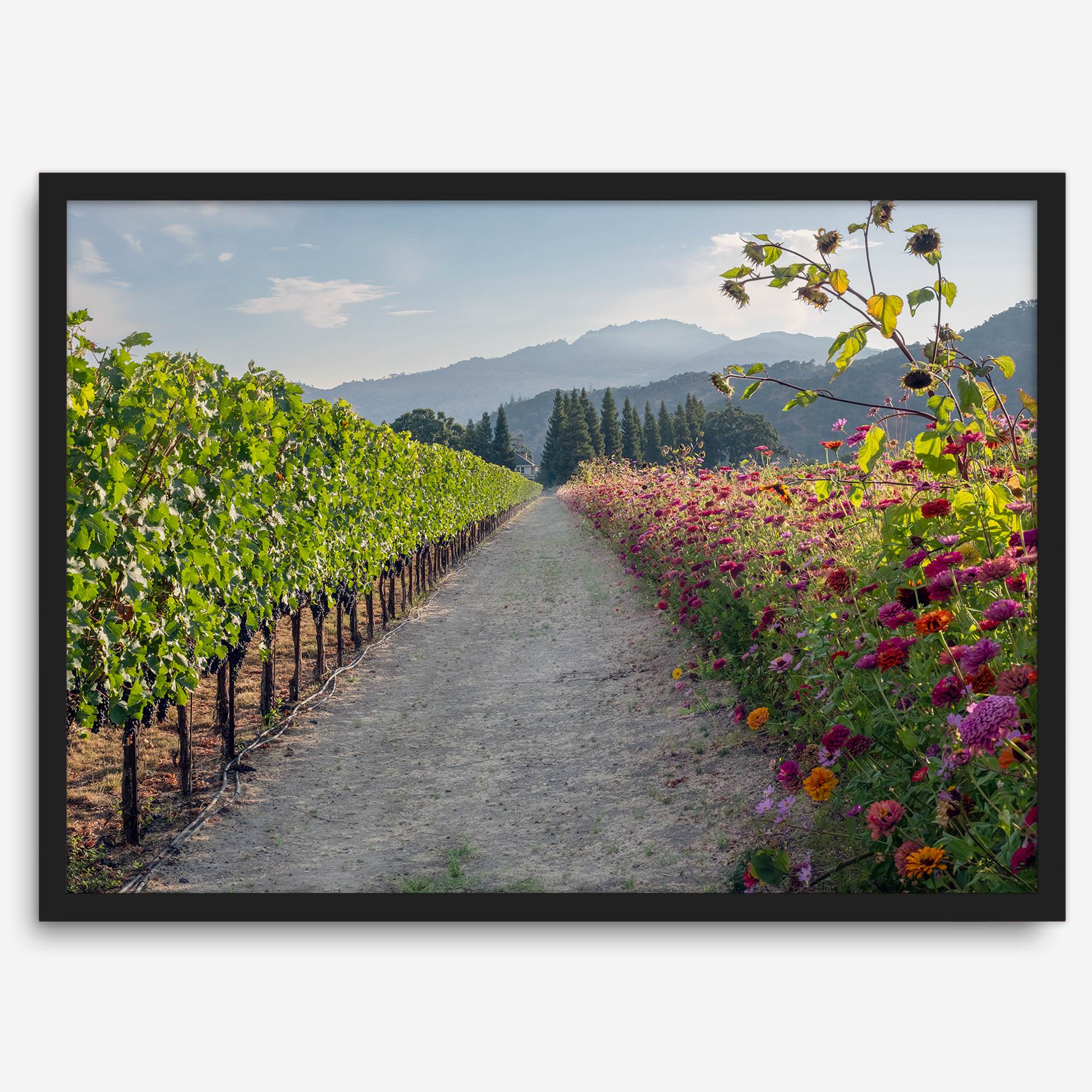 High-quality fine art print of a California vineyard landscape with rolling hills in the background.