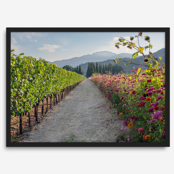 High-quality fine art print of a California vineyard landscape with rolling hills in the background.
