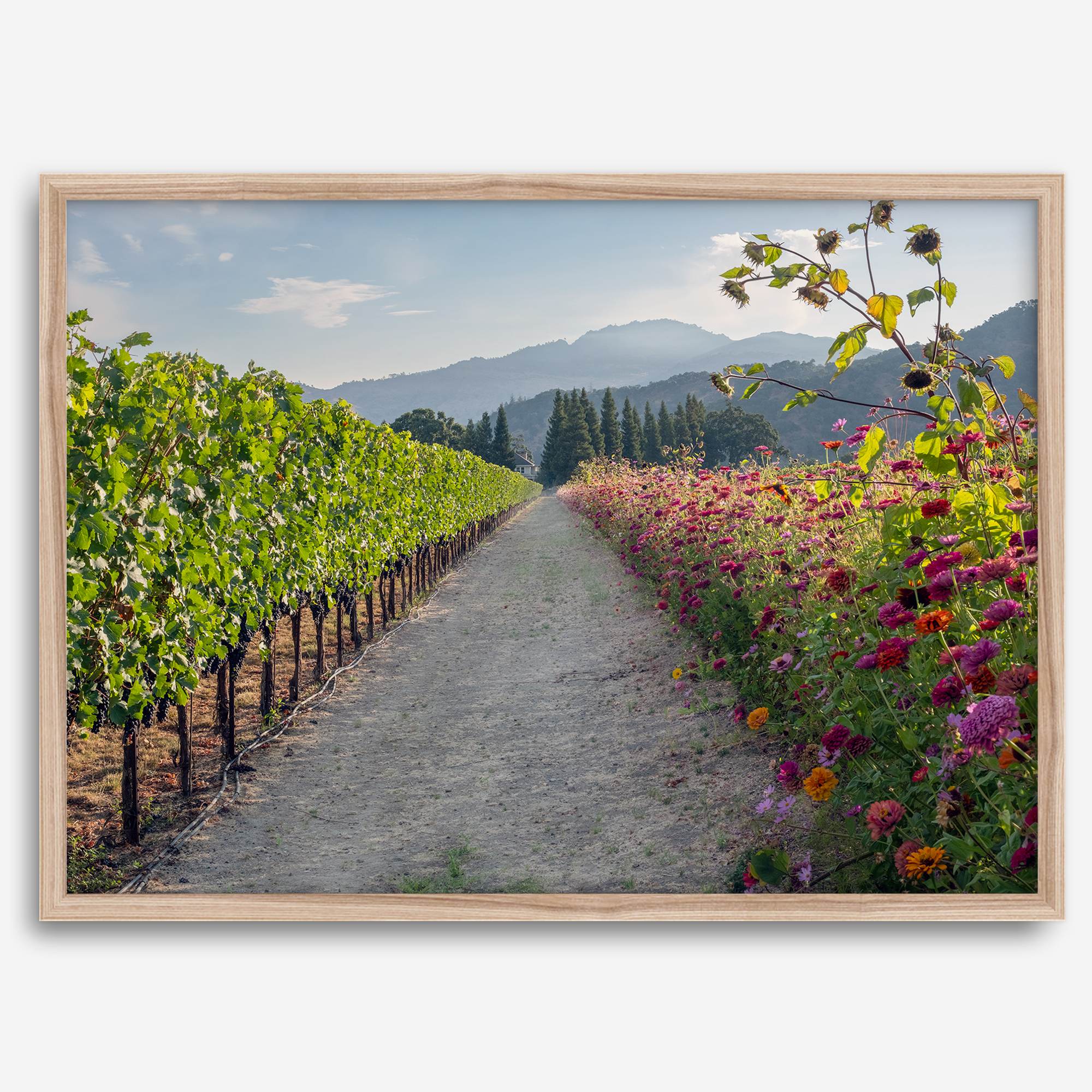 High-quality fine art print of a California vineyard landscape with rolling hills in the background.