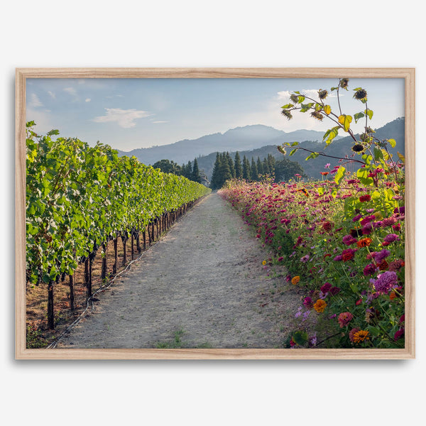 High-quality fine art print of a California vineyard landscape with rolling hills in the background.