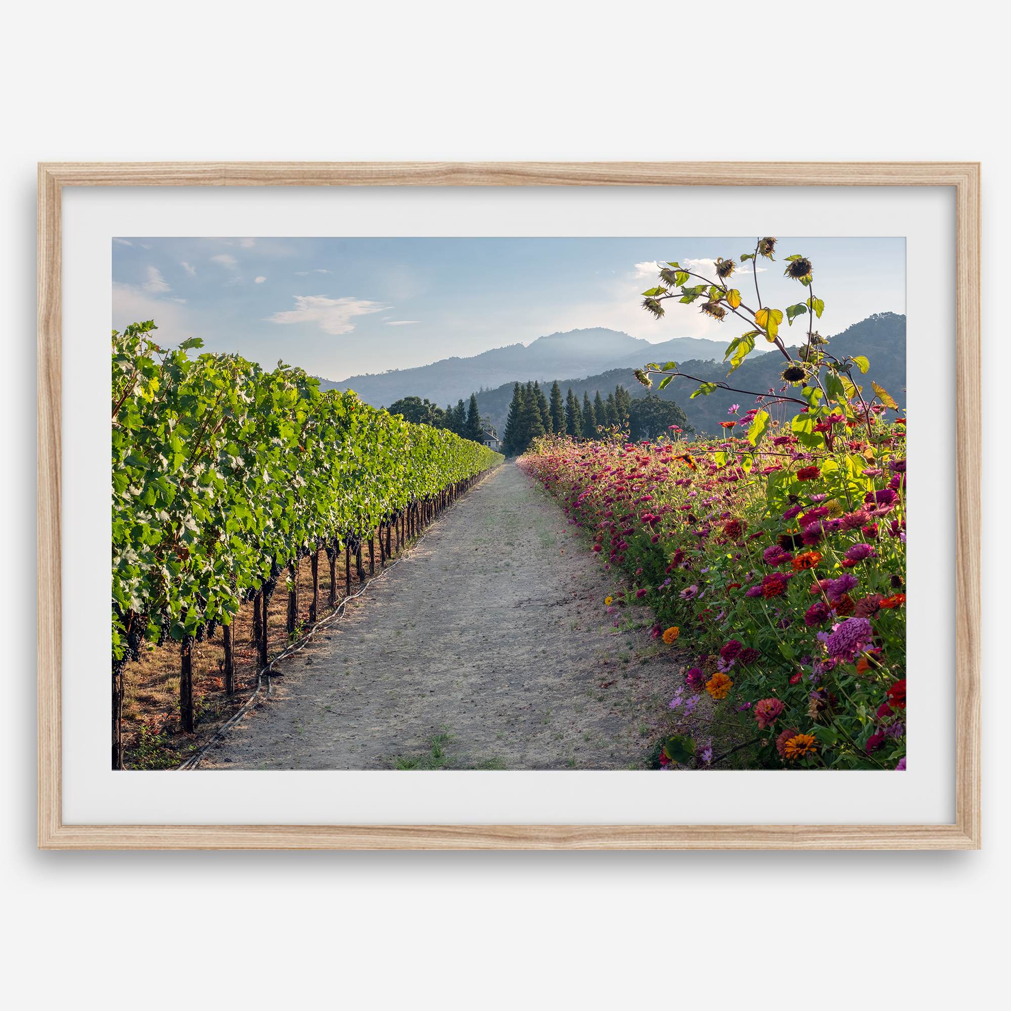 High-quality fine art print of a California vineyard landscape with rolling hills in the background.