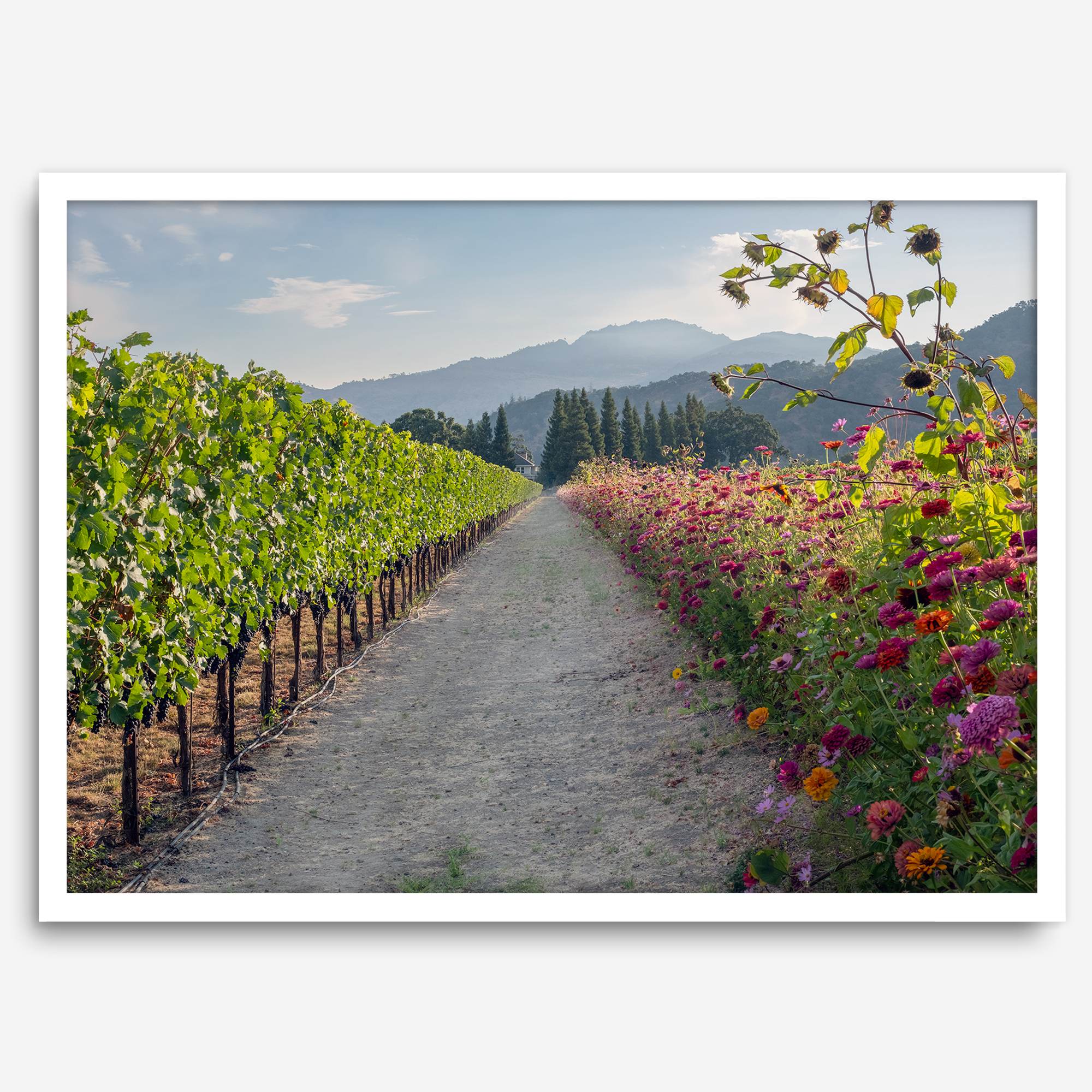 High-quality fine art print of a California vineyard landscape with rolling hills in the background.