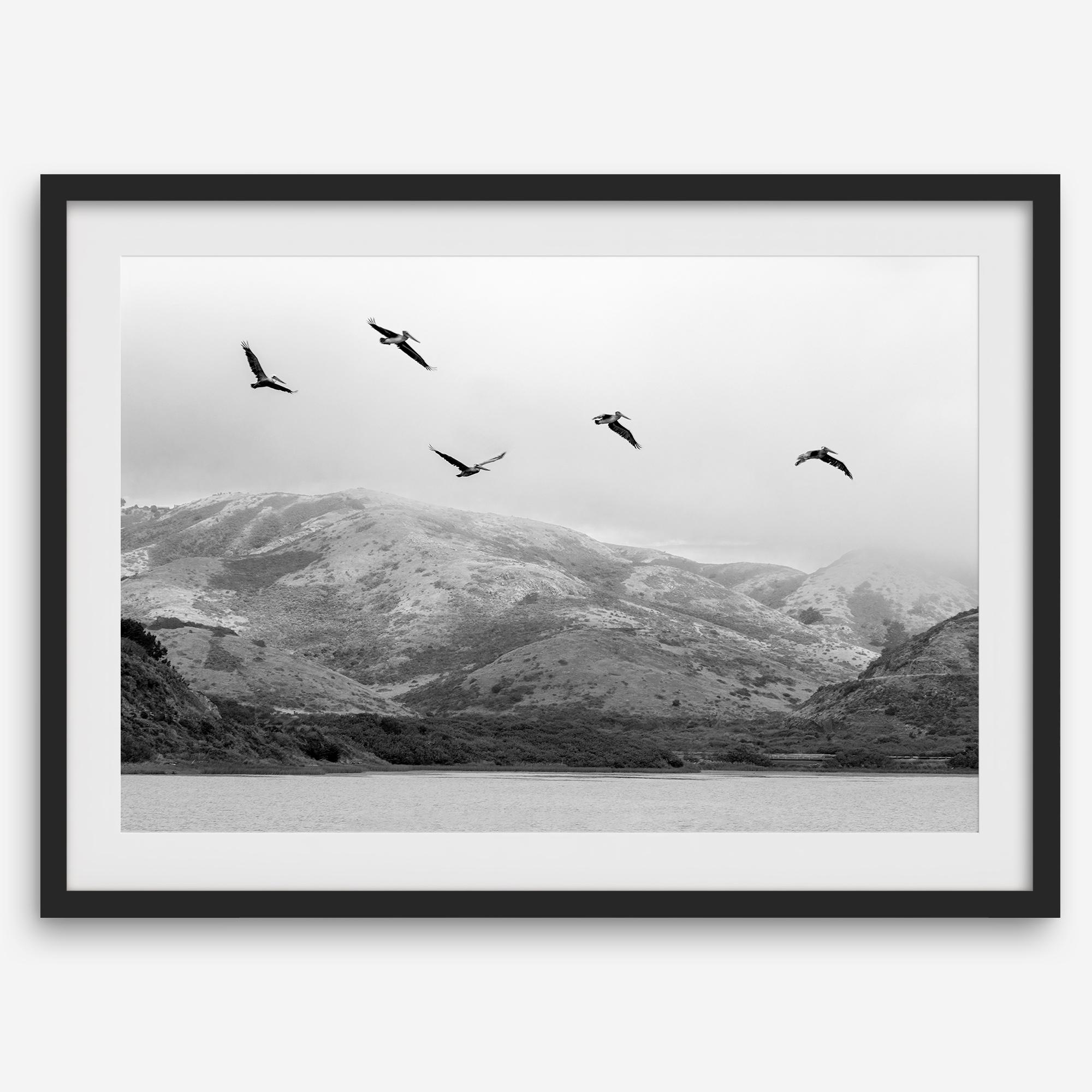 northwest coast pelicans black and white beach photography print.