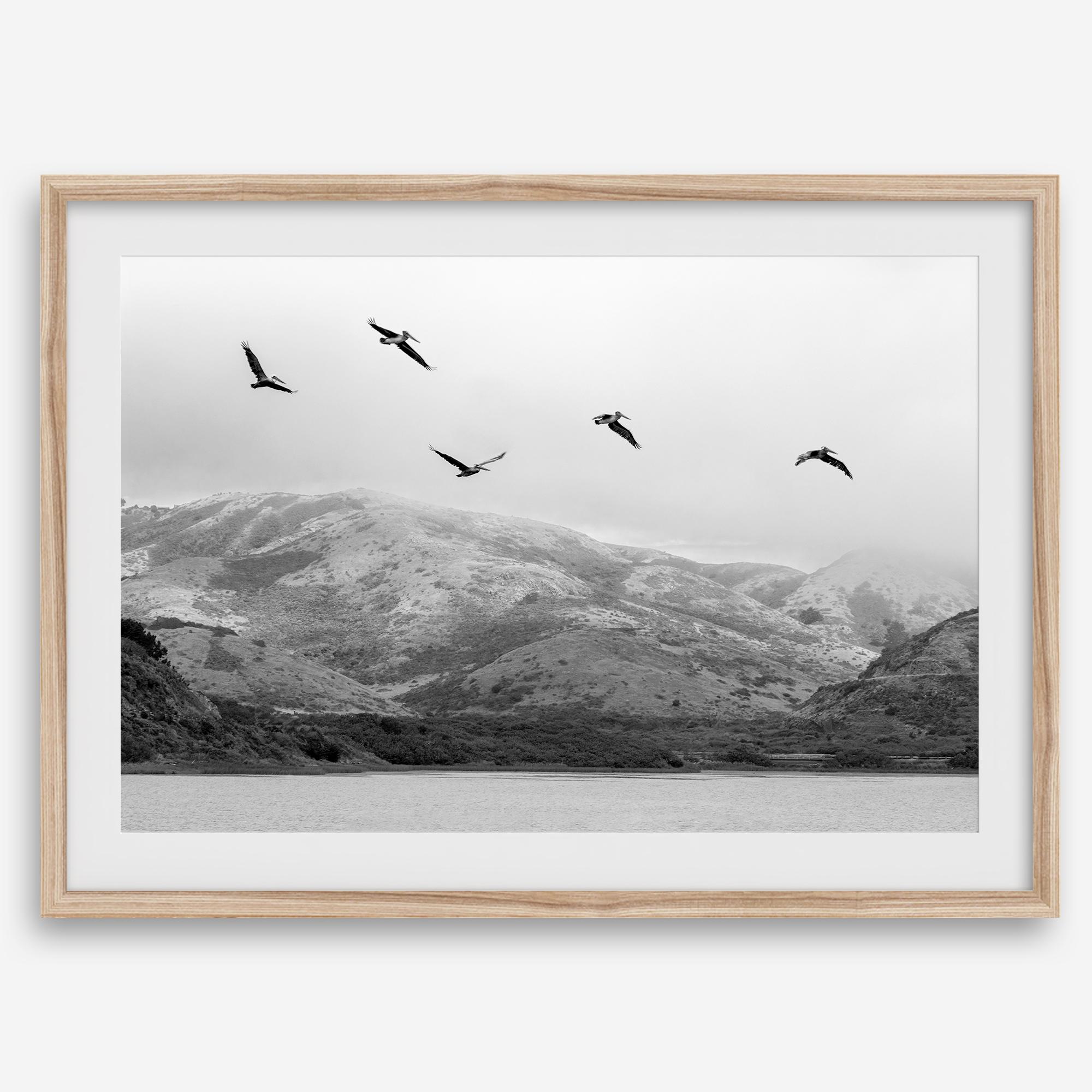 northwest coast pelicans black and white beach photography print.