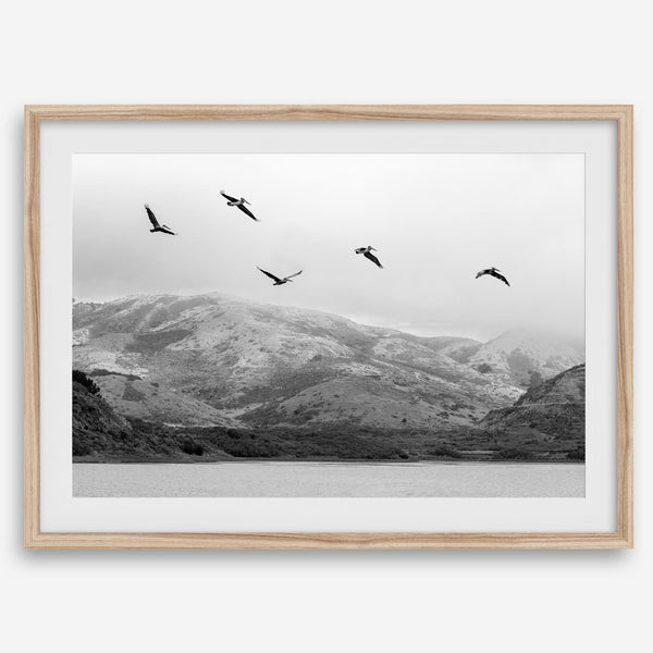 northwest coast pelicans black and white beach photography print.