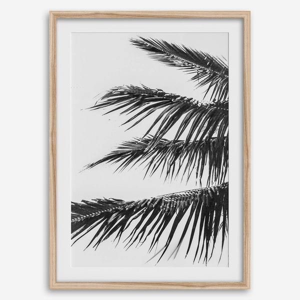 palm leaf black and white wall art
