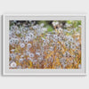 White Flowers in Sunset Fine Art Photography Print - Flowers Landscape Photo, Framed or Unframed Wall Art Floral Picture for Home Decor