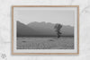 Lone tree in a peaceful field with Grand Teton mountains in the distance, black and white landscape art.