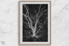Black and white tree print, glowing night photography botanical wall art from botanical gardens in San Francisco