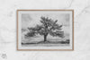 Large tree wall art featuring a black and white photograph of a Yosemite pine tree against a cloudy sky.