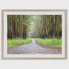 Fine art photography print of a winding road through a eucalyptus forest on the Big Island of Hawaii.